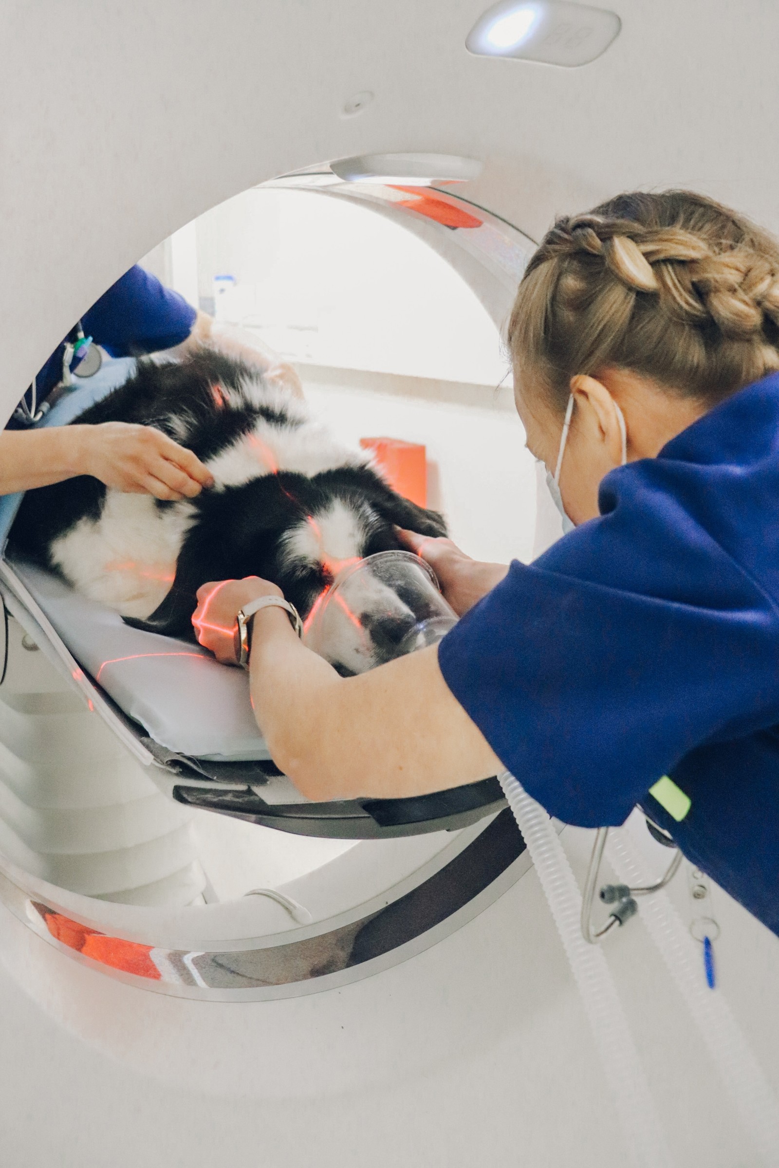 CT scanning for dogs and cats