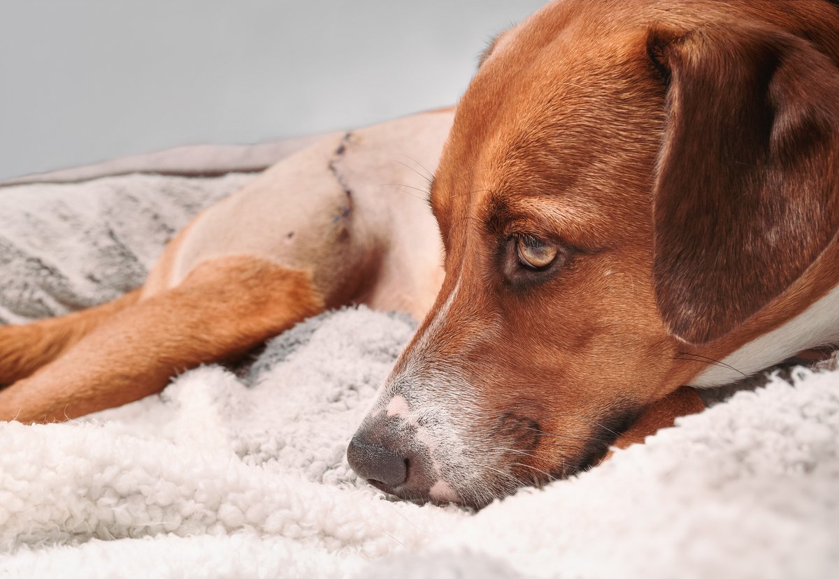 Orthopedic surgery for dogs