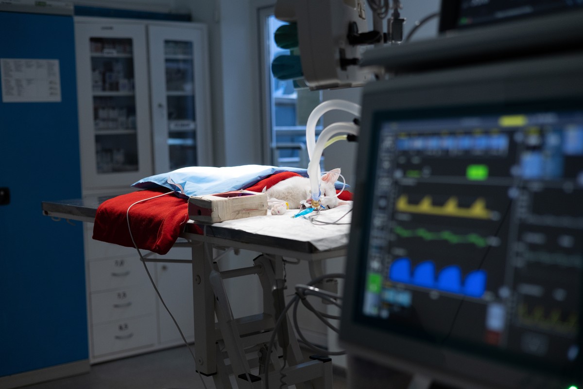 Same-day urgent veterinary surgery