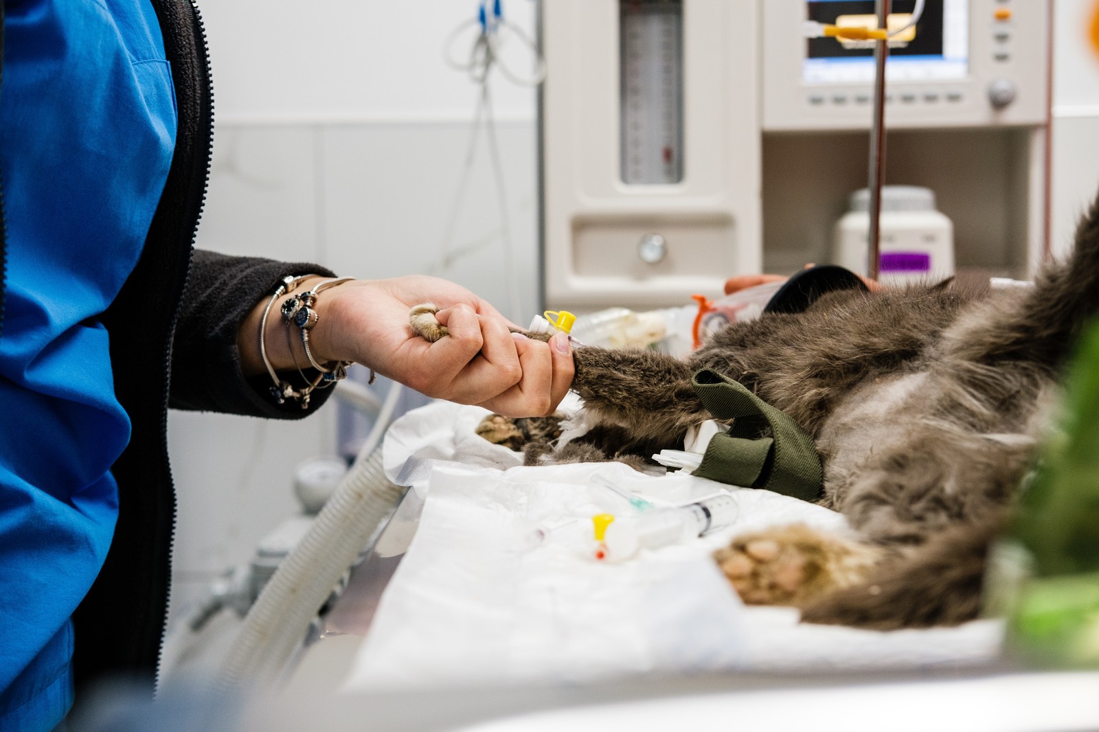 Veterinary technician caring for cat during surgery preparation